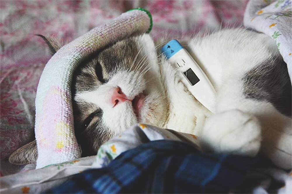  Симптомы простуды у кошки могут говорить о вирусном поражении дыхательных путей или о более серьезной респираторной инфекции.