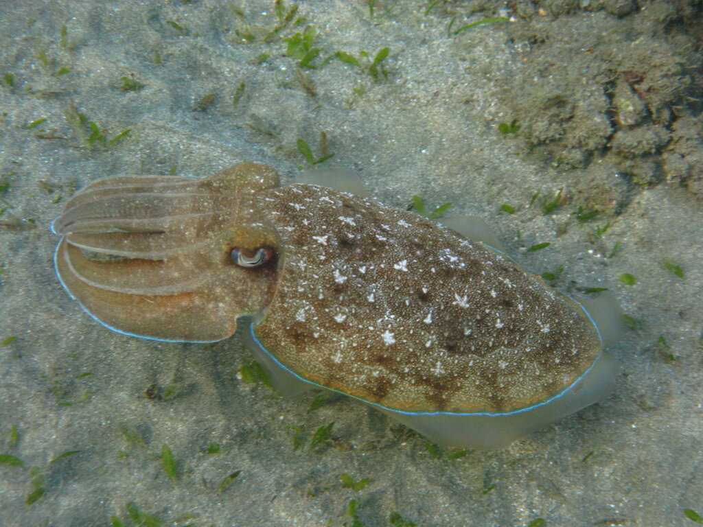 Каракатица. Источник: https://www.snorkfoto.ru/sepia