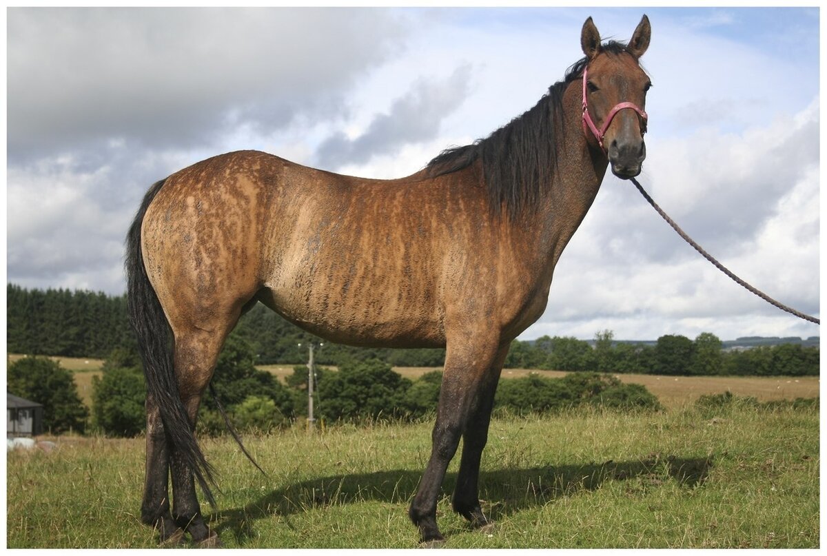 Кобыла в третьем поколении с данной мутацией