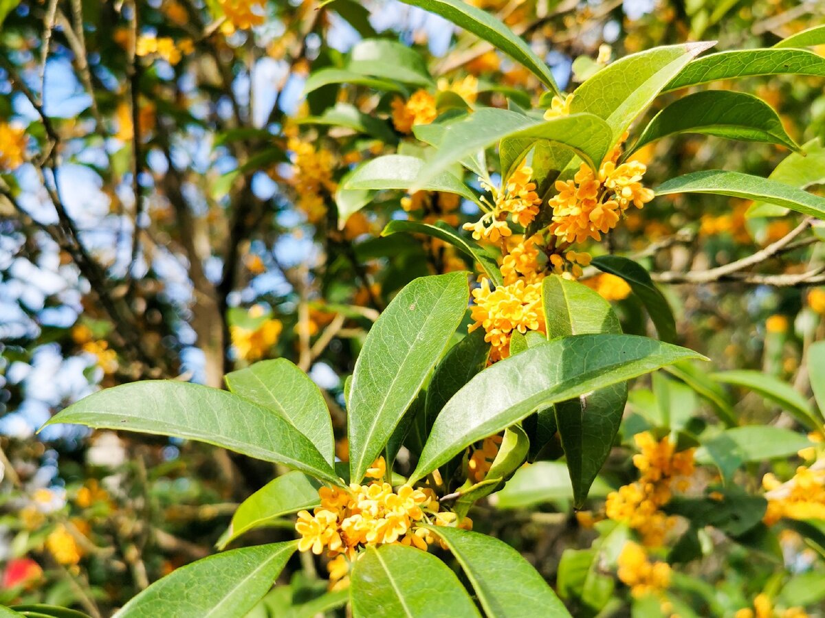 Red Osmanthus С†РІРµС‚