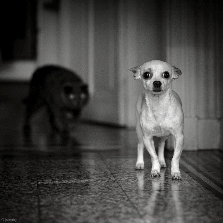 Фото: jrenahy 
