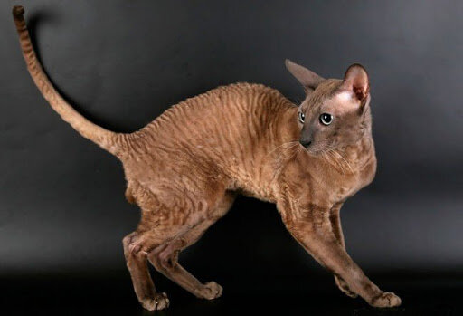 Фото Корниш рекса