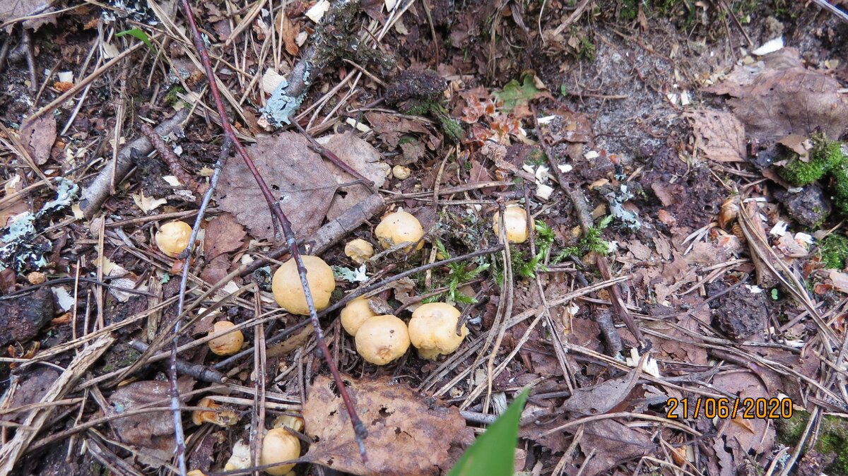 Вчера сделала анонс - какие грибы можно искать сейчас:
Лисички - самый верный вариант.
Белые сетчатые - фотографический вариант.
Подосиновики желто-бурые - вариант "нордический".-1-3