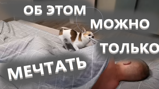 Рингтон на телефон просыпайся мой хозяин