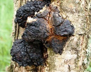 Чага (березовый гриб)