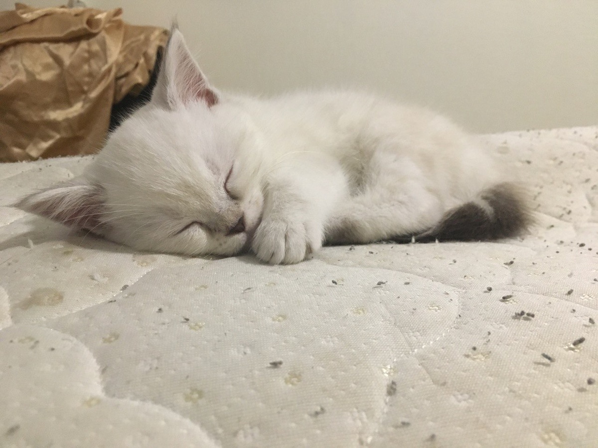 Новый житель нашего райского уголка