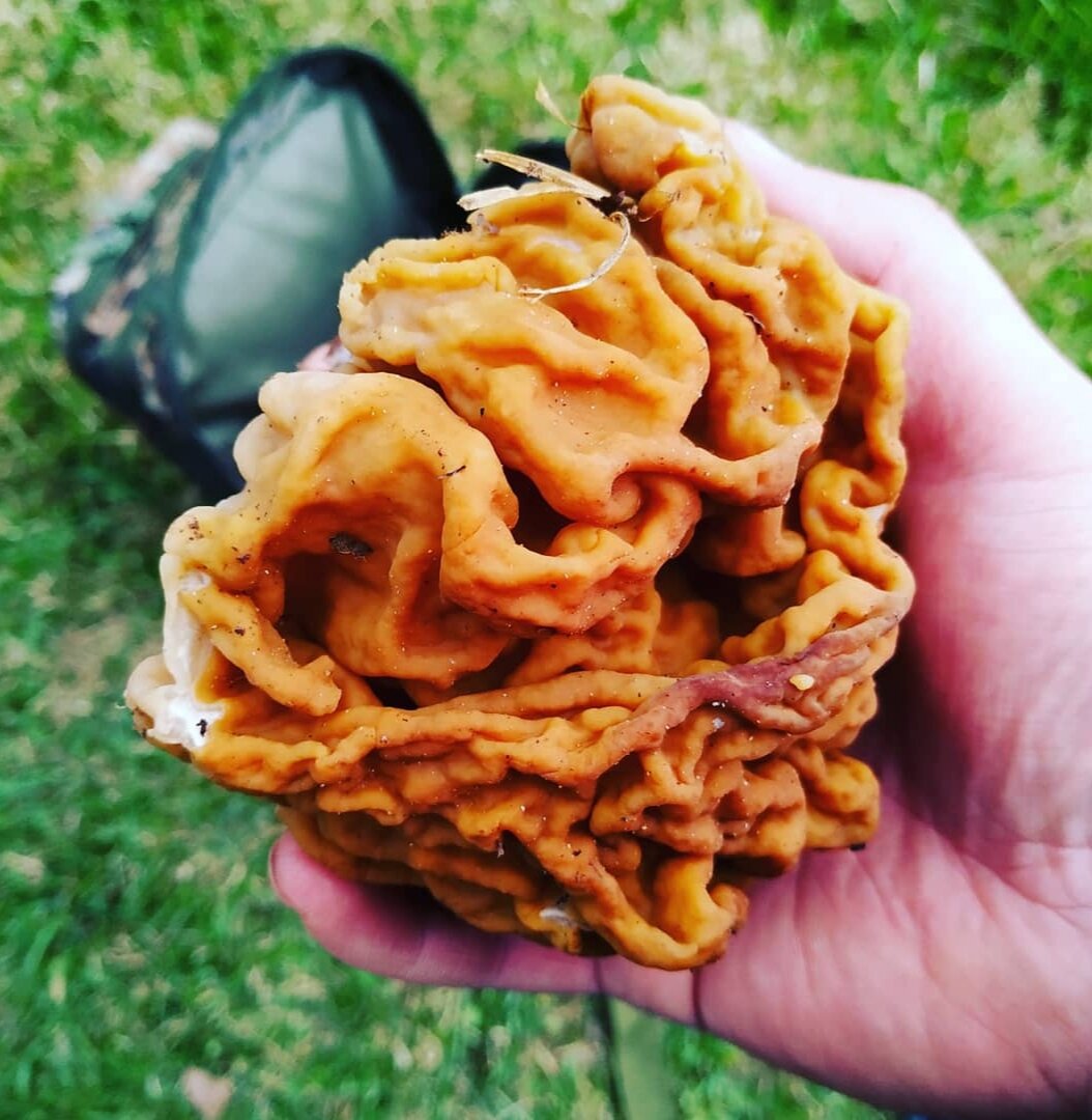 Строчок. В нашей местности (Смоленская область) их называют: "Бабавики."