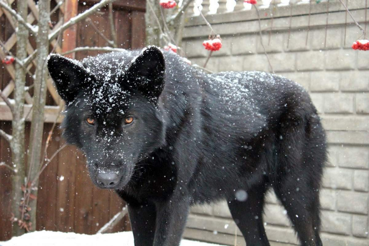 Все о волкособе