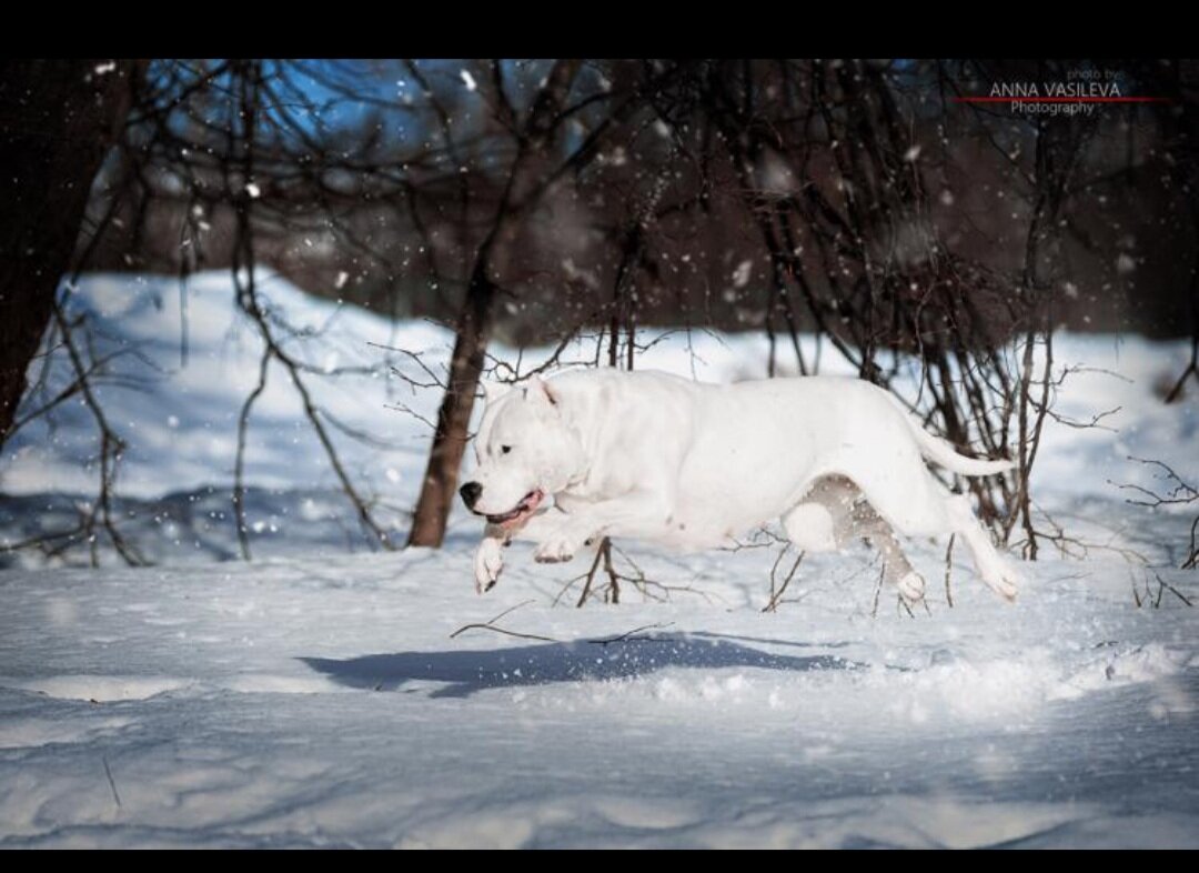 Аргентинский дог Роззи (фото владелицы Нелли)