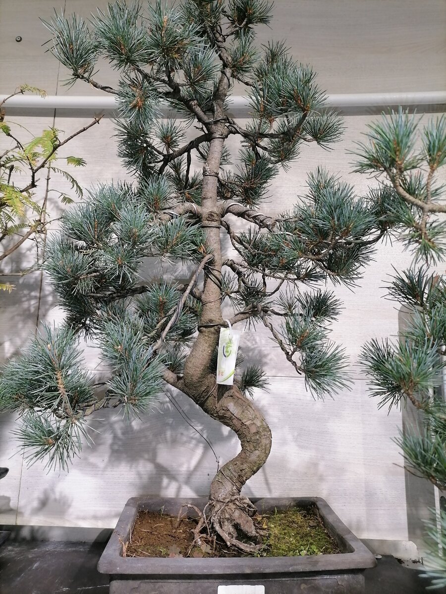 Бонсай сосна.