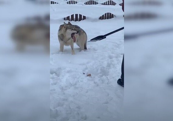 Скриншот из видео YouTube\ Семен Мукин