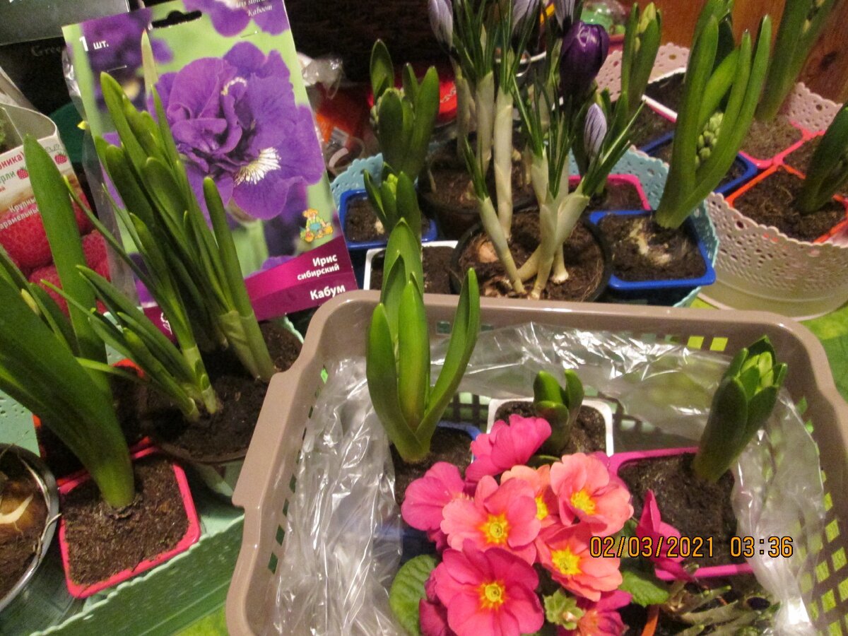 Вот такой наборчик. Фото авторское