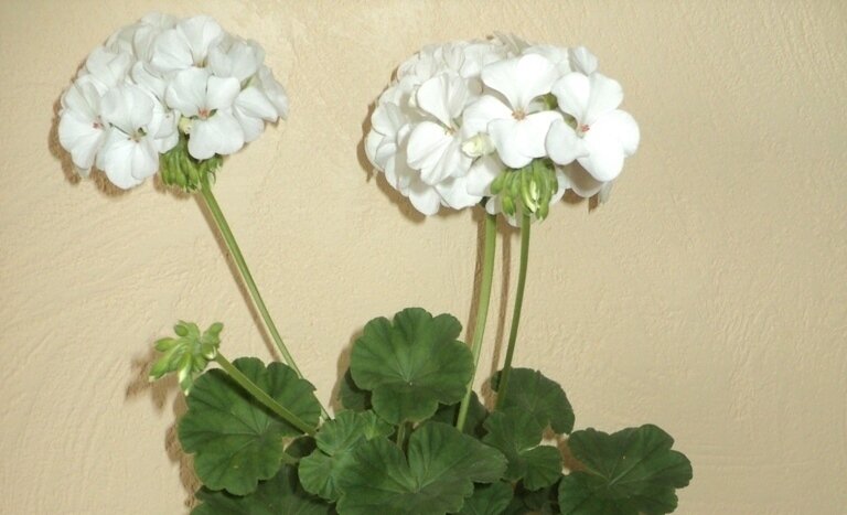 Пеларгония зональная, она же "бабушкина герань"