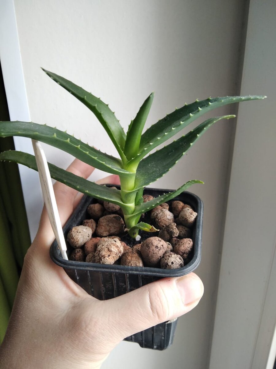 Сидел у меня в кухне около плиты и хорошо ему было. Попробовала поставить в прохладный сарай - загрустил. Сегодня принесла обратно домой, вымыла под тёплым душем и вернула на прежнее место - в кухню у плиты. Как он сразу приосанился! :-)