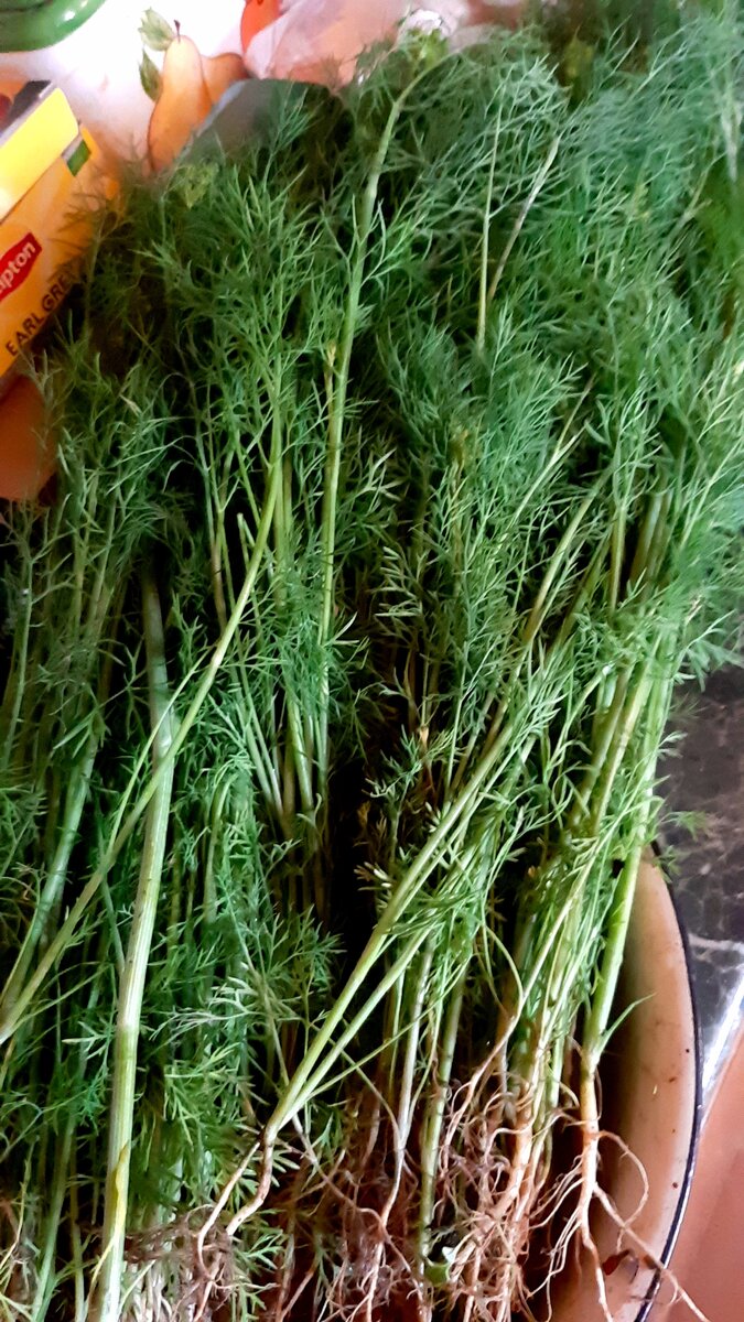 Урожай зелени укропа. Фото автора.