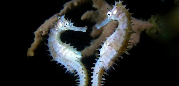 Колючий морской конёк: Острые беременные папы и «стрельба» детьми0