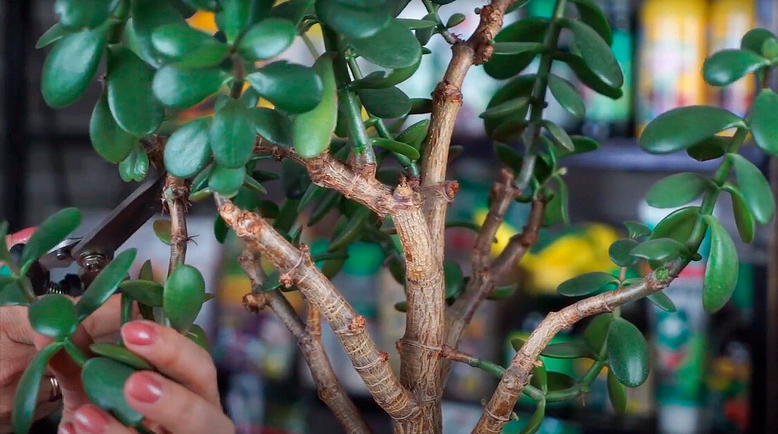 Обрезка Крассулы