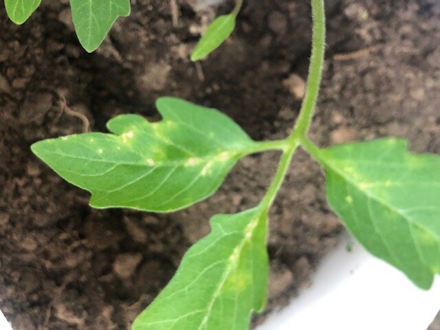 Трипсы тут побывали два дня назад...