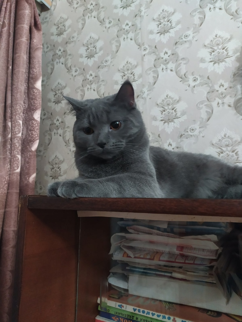 5кат Икат Иат Ит И ИИЦарь, просто Царь) безумно любимое нагловатое создание) И та