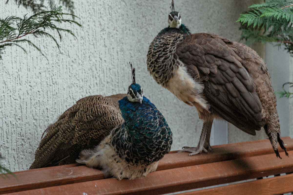 Павлины на скамейке