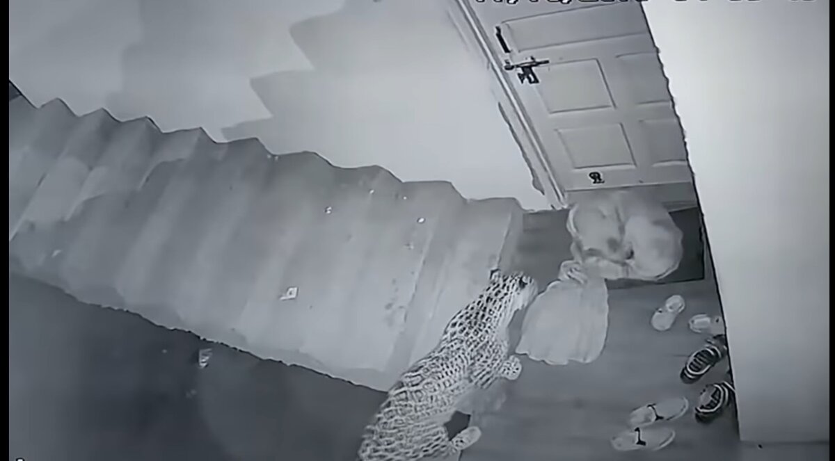 Леопард выжидает перед тем как напасть