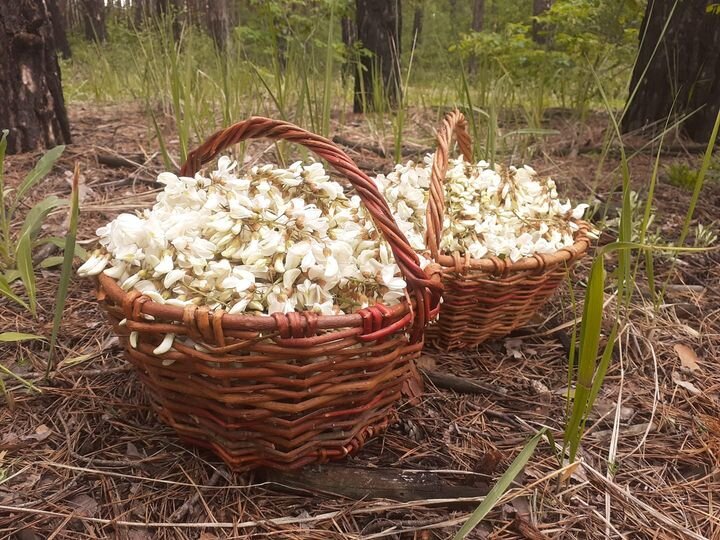 Цветки акации важно собрать вовремя, на цвету и до дождей.