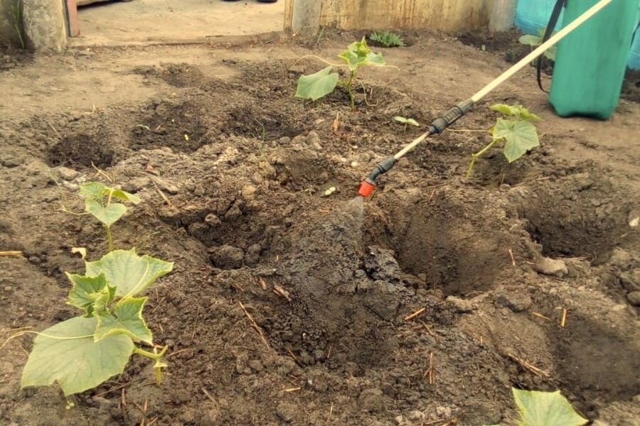 Мы обрабатываем почву