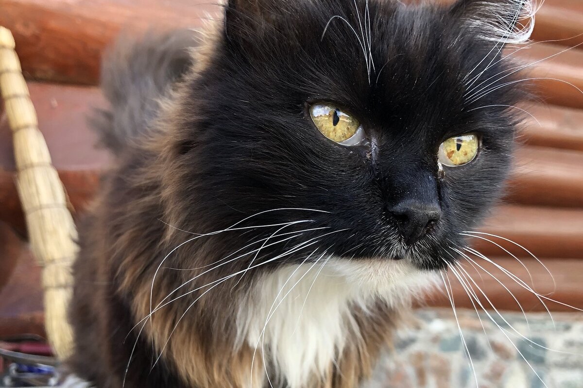 Фото: Pexels.com