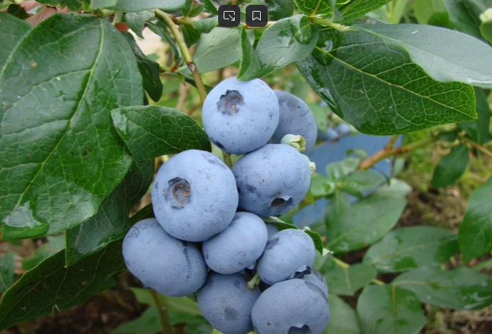 А у соседа уже давно эта ягода, вот такая крупная