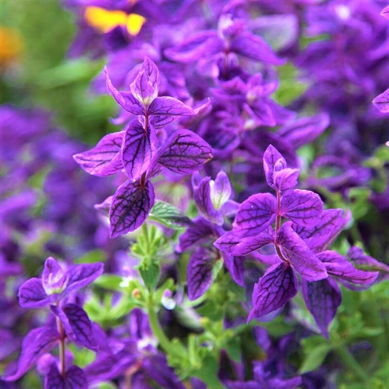  Сальвия Horminum. Фото с сайта: https://clck.ru/aj9hH.