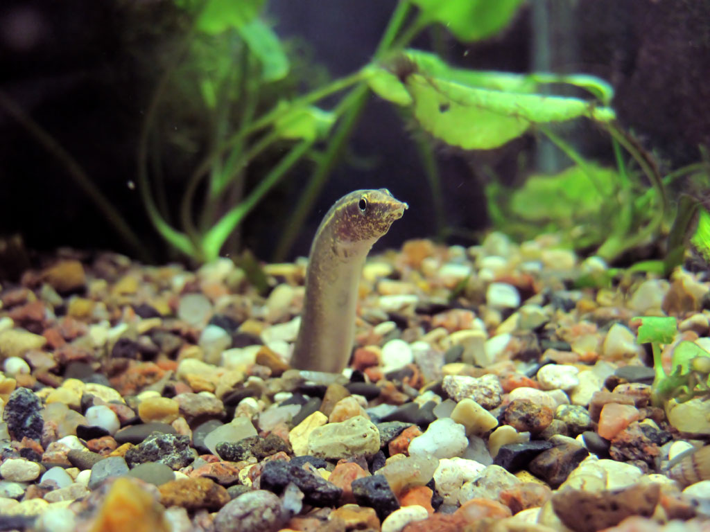 Макрогнатусы имеют интересную особенность -  умение зарываться в грунт