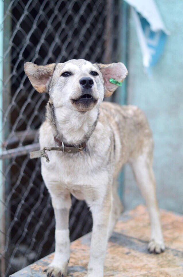 Джек в симферопольском приюте