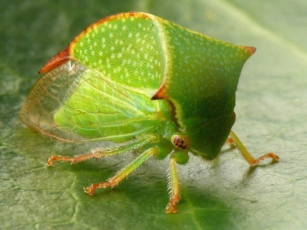 Жуки на винограде фото и борьба с ними