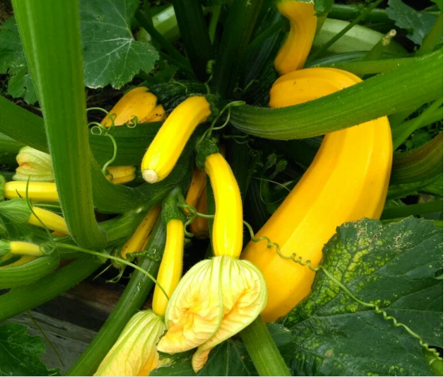 Кабачок Атена Полька, фото читательницы, им-то я и соблазнилась на этот сорт