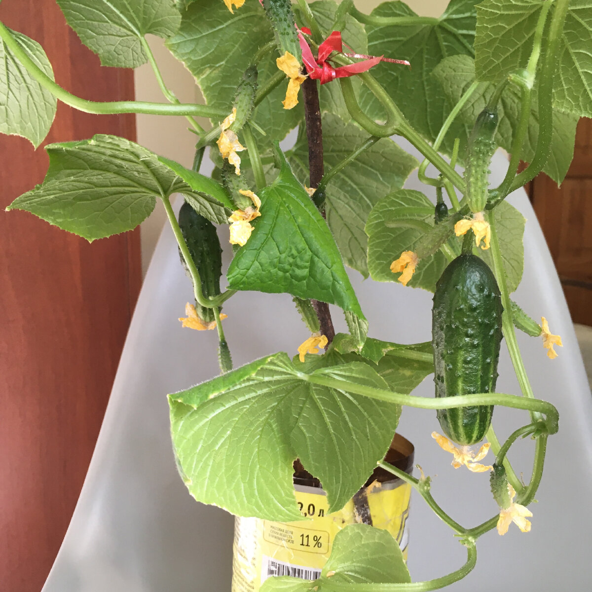 Небольшое растение#огурец 