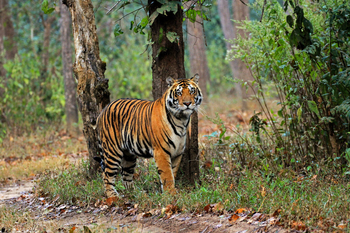 Тигр, как и многие другие кошки, требователен к выбору места обитания. Полосатому подавай участки с активной и густой растительностью: подойдут тропические и мангровые заросли, а также природные зоны таёжных лесов.