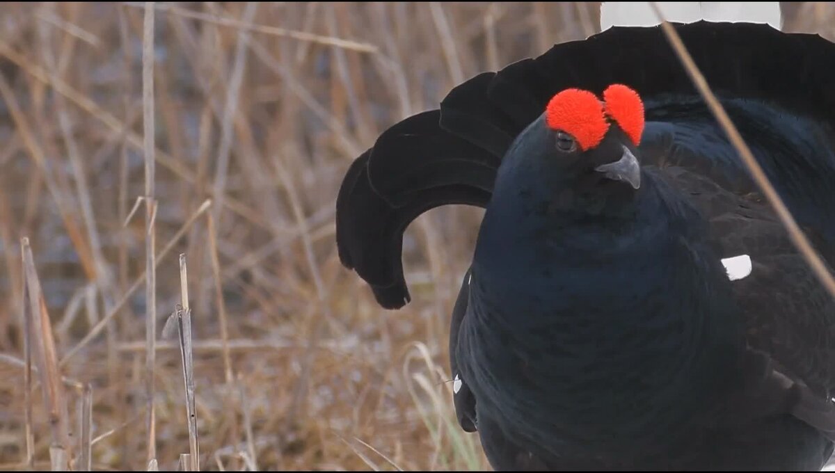 Тетерев-косач. Чернобрюхий глухарь tetrao urogallus major. Тетерев петух. Обыкновенный глухарь. Канадская дикуша птица.