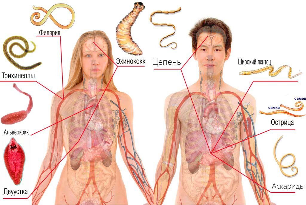 Опасные паразиты человека: не дай себя уничтожить