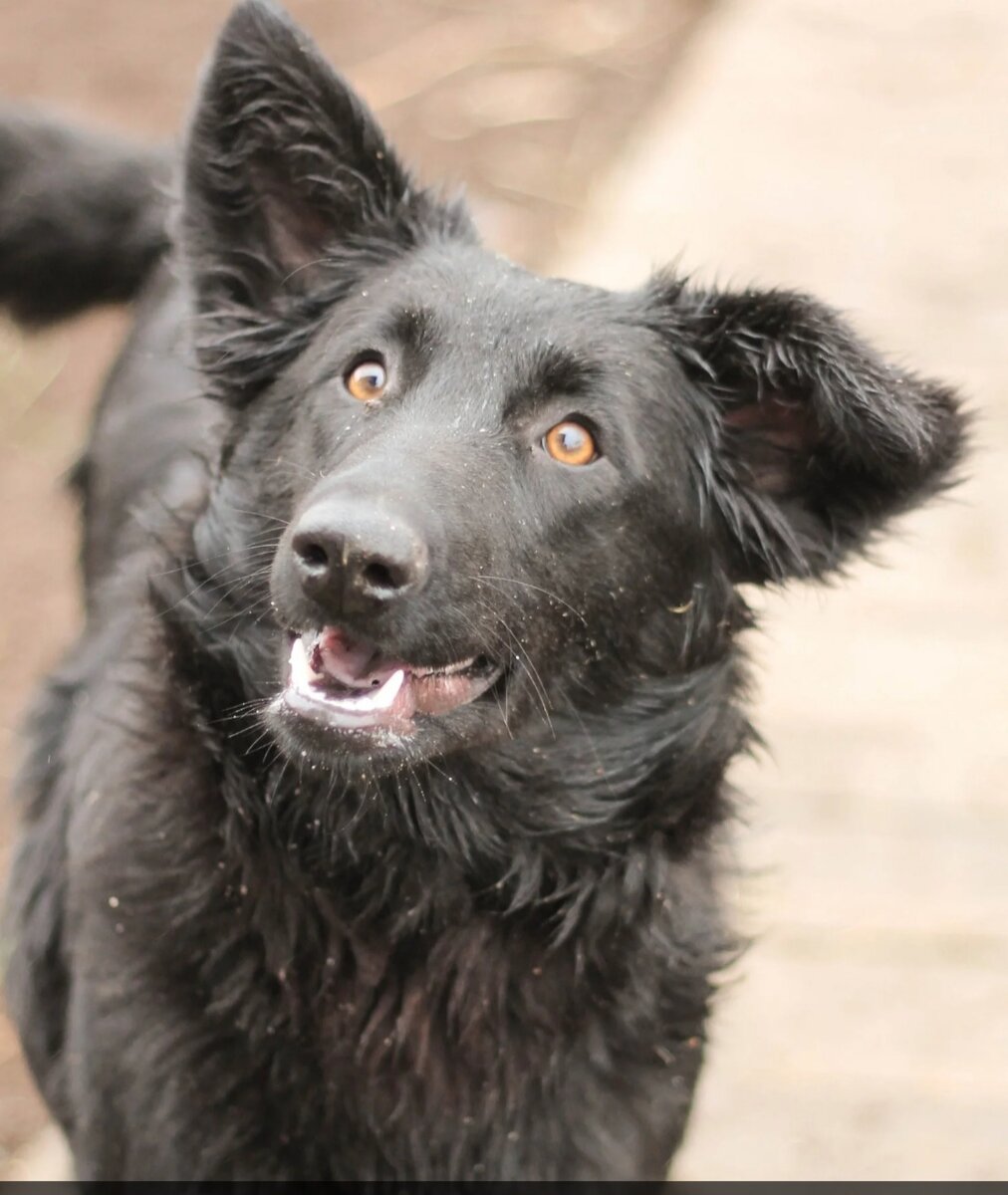 И выразительным взглядом .