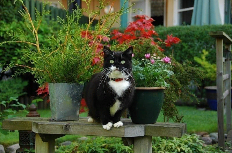 На наших участках живут. Кот в саду. Кошка в огороде. Дачный кот. Котик на даче.