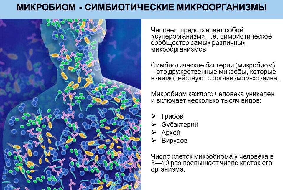 Микрофлора организма человека микробиология презентация