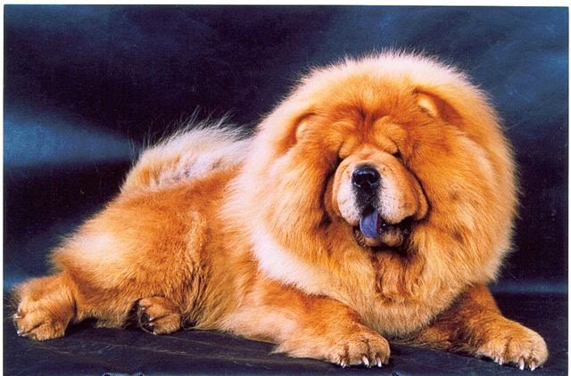 5 место-чау. Открывает пятерку самых дорогих собак чау-чау. Его средняя стоимость на рынке начинается с отметки в 1 тыс. долларов, заканчиваясь на уровне 8,5 тыс. долларов, хотя отдельные щенки могут стоить куда дороже.Оригинальное имя чау-чау на одном из китайских наречий звучит как Songshi Quan, что означает «собака — мохнатый лев».