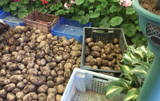 Как подготовить картофель на семена?