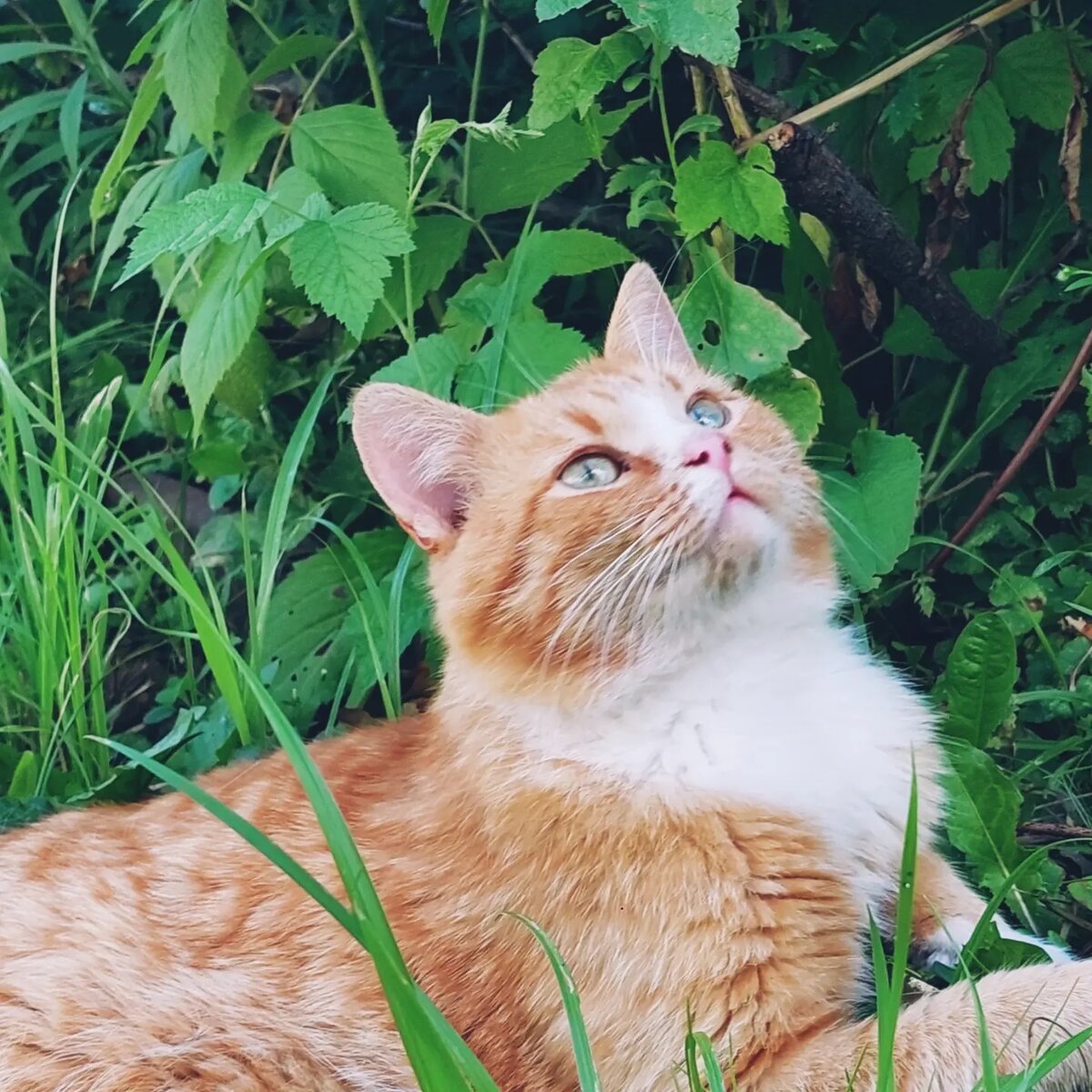 Симба😍