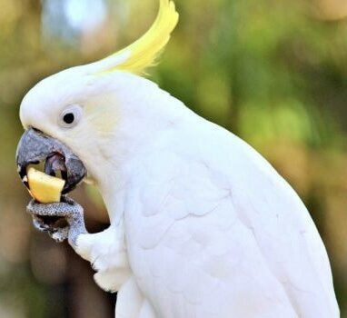 Kakadu parrot