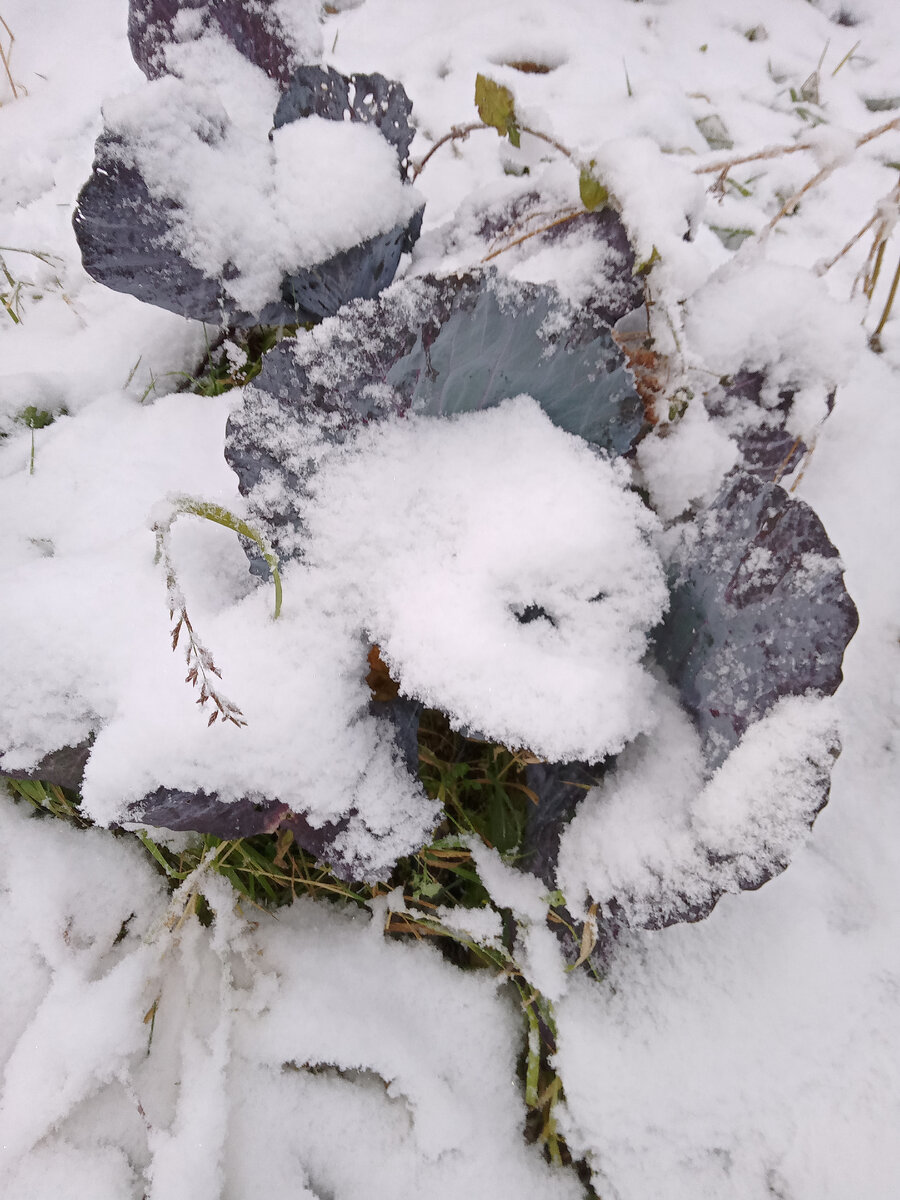 Капуста краснокочанная...где-то там...