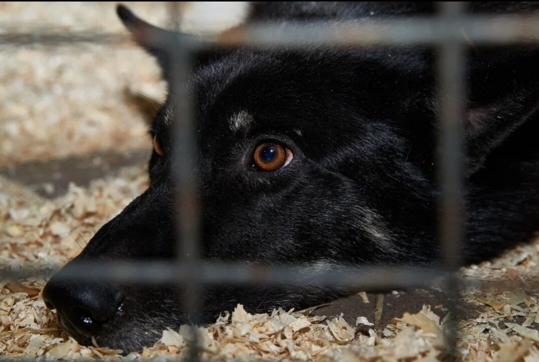 верность помощь животным дзен. верность помощь животным дзен. верность помощь животным дзен. верность помощь животным дзен. верность помощь животным дзен.