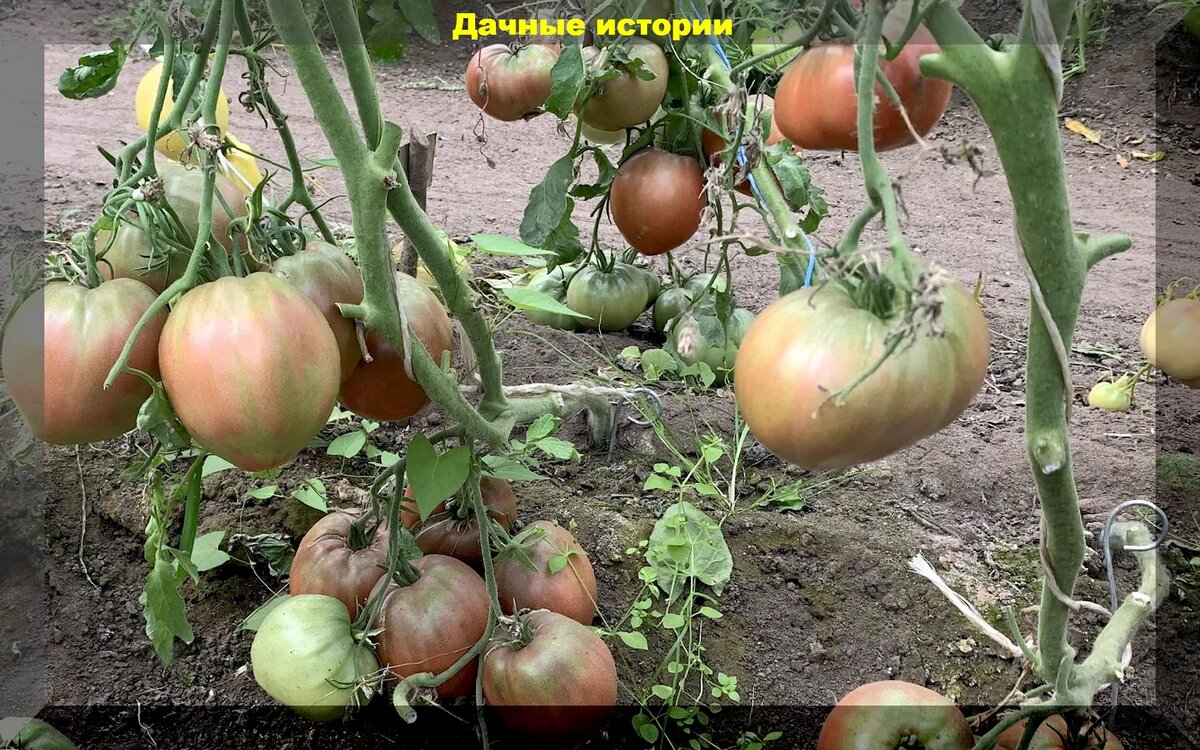 https://vk.com/photo-159774511_457256182. "Пурпурное сердце" 