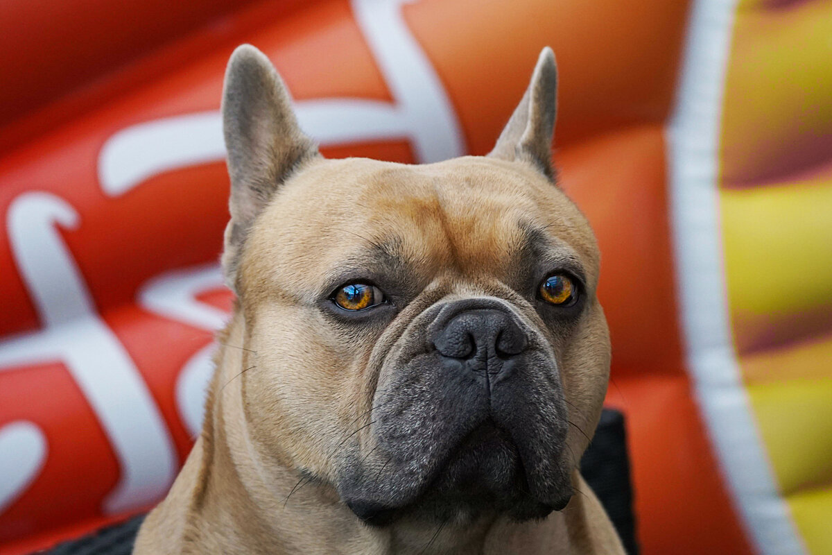 В противном случае в собаке проснутся гены своевольного и упрямого предка. Запихнуть которые обратно будет очень проблематично.