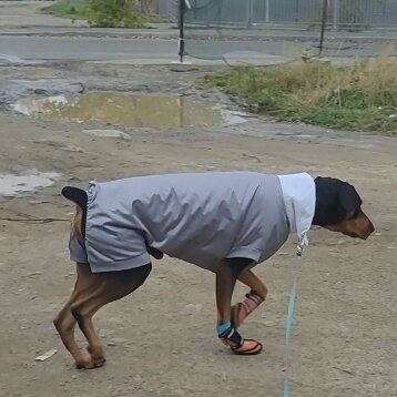 Курточка для добермана. Точно по размеру!☝️ 